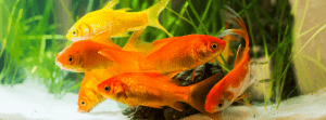 Best Fish Food for Goldfish Keeping Fish Guide