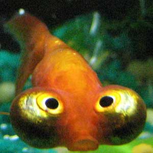 Celestial eye Goldfish