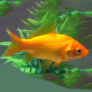 Common Goldfish