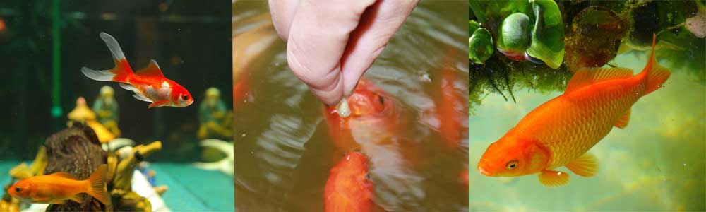 feeding goldfish