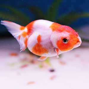 LionHead Goldfish