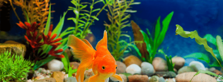 Taking Care of Goldfish Keeping Fish UK