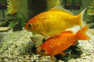 Goldfish 10 best freshwater fish