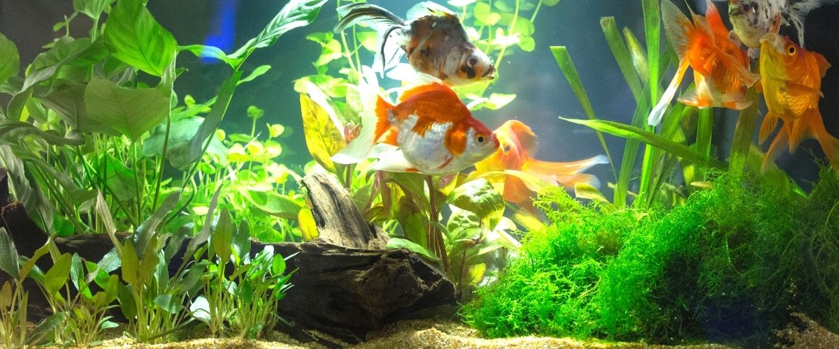 Live aquarium plants for beginners