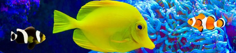 How to Keep Saltwater Fish in a Home Aquarium