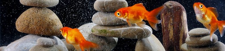how to buy your first pet fish