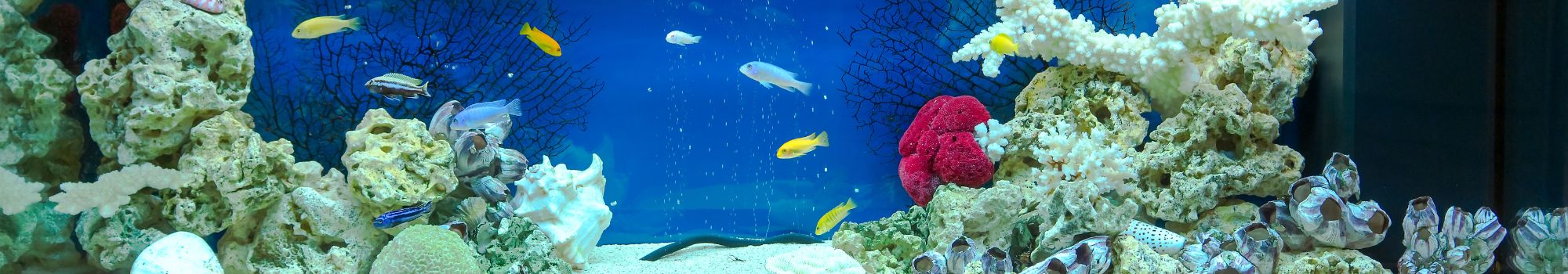 How to Upgrade an Aquarium and Prepare it for Your Pet Fish