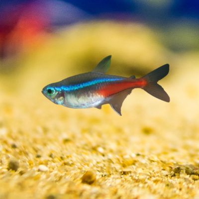 neon tetra nano fish tank