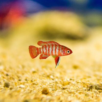 scarlet badis nano fish tank